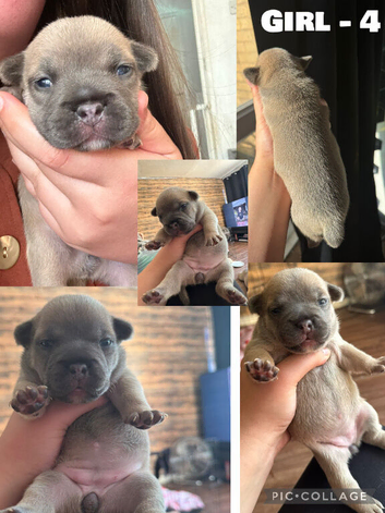 Stunning olde English x French Bulldog puppies