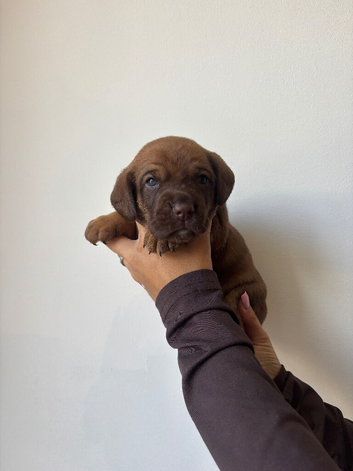 Cocker spaniel CROSS pups