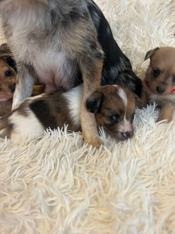 Norfolk terrier cross jacks