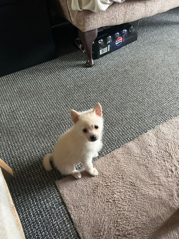 male pomchi