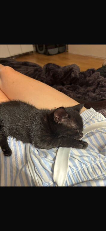 3 black kittens