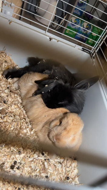 Two female baby rabbits