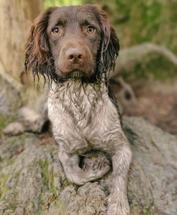 English Springer Spaniel STUD