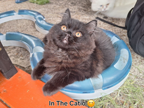 Beautiful Female Persian x Ragdoll Kitten
