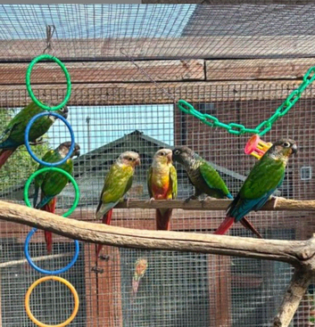 Conures