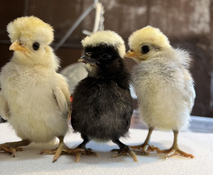 Beautiful polish and barbu d,uccle chicks available