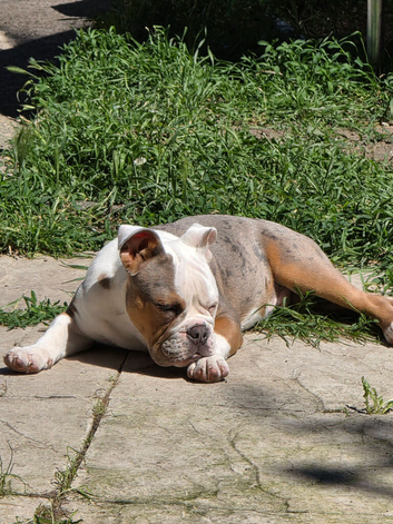 5 month old old English bulldog