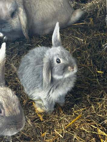 3 mini loo eared boy rabbits avilable