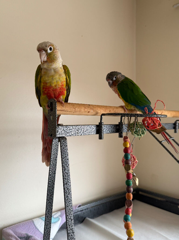 Beautiful Male & Female Conure Parrots for sale - &pound;500 ONO