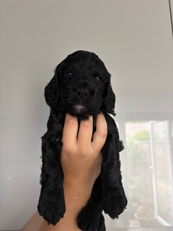 Cockerpoo puppies F1