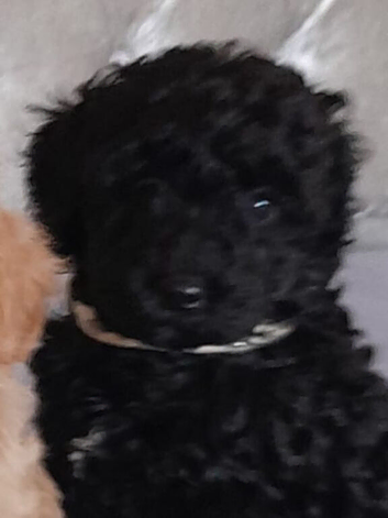 Beautiful non moulting/hypoallergenic puppies