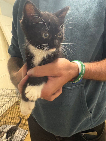 3 kittens available now
