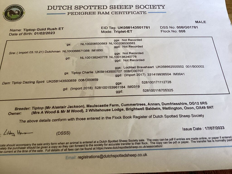 Dutch spotted ram