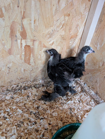 Brahma chicks