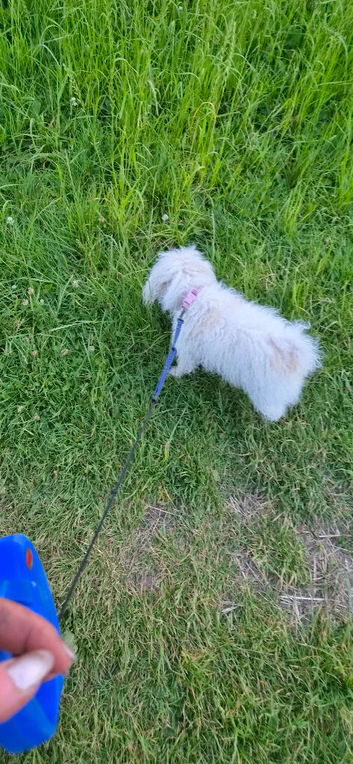 Dog walking and all aspects of animal care