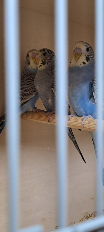 3 young budgies for sale