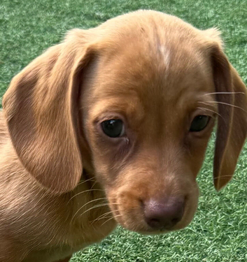 Stunning litter