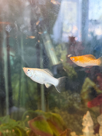 3 Mollies For Sale