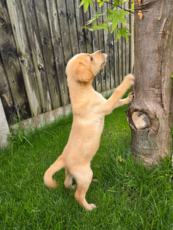 KC registered labrador puppies
