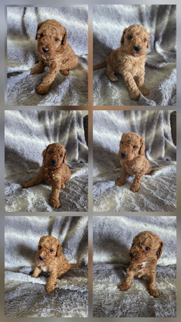 Cockapoo F1b