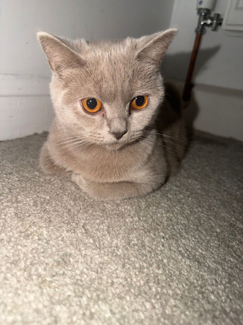 Lilac BSH girl