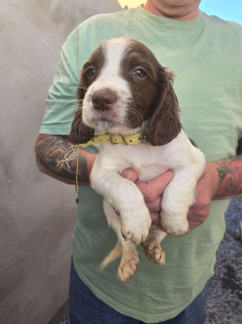 Springer Spaniel Puppies for Sale