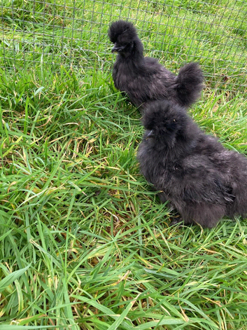 Hatching eggs