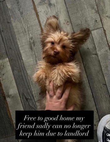 Dachshund + Shih Tzu  mix Boy