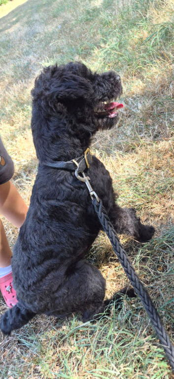 Female fell terrier