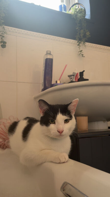 Male Cat