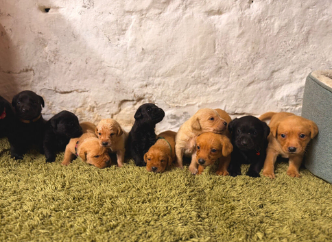 Kc well bread Labrador puppies