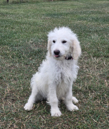 Golden doodle puppy