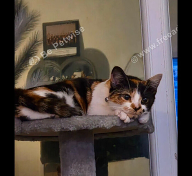 Rehoming 10mth old female cat in Walsall