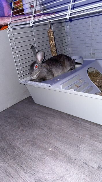 Rabbit