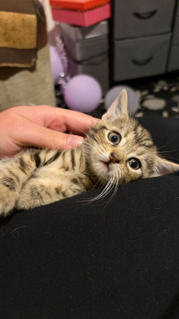 Kittens looking for a home