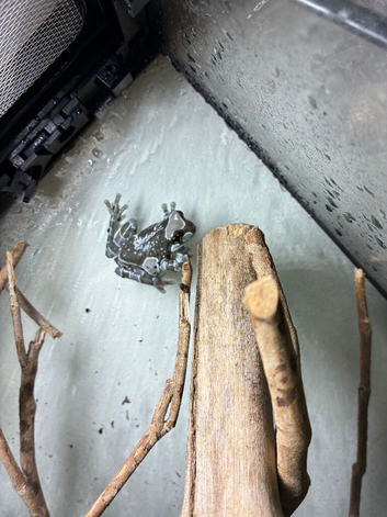 2 juvenile milk frogs
