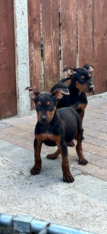 Chinese red dog pup