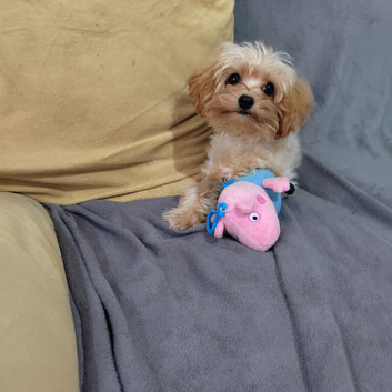Teacup cavapoo f1b