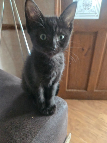 Half sphynx half siamese ready now!!!