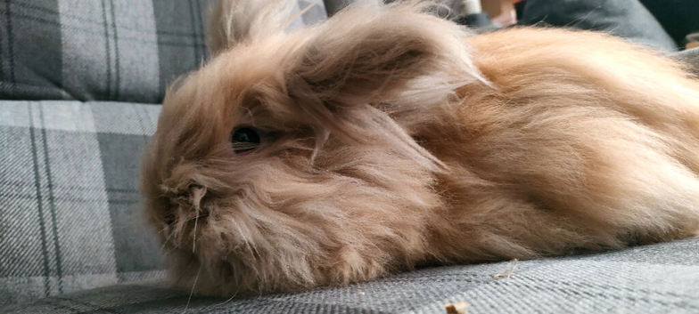 Super fluffy Lionhead boy