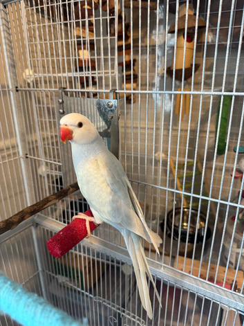 Beautiful white & blueish IRN parakeet