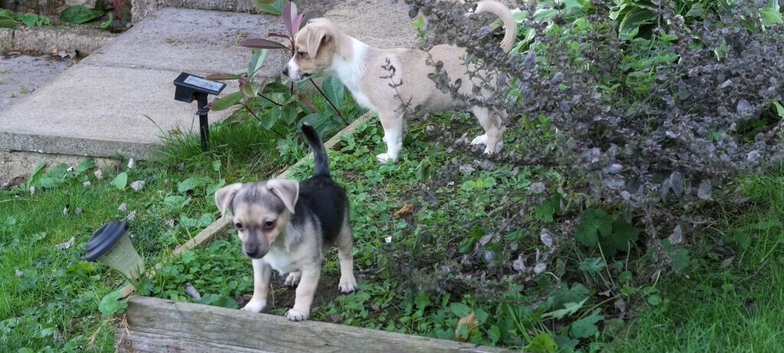 Chihuahua X Boy Puppies (Last 2 Left)
