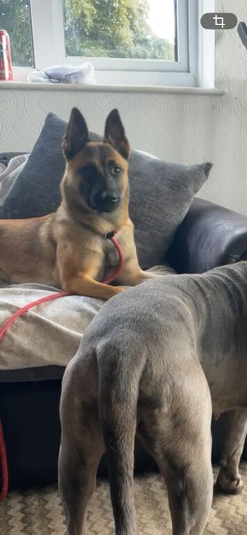 14 month old Belgian Malinois in Darlington