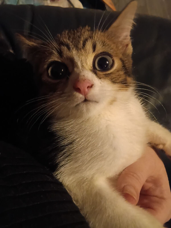 Boy kitten tabby