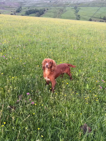 Lovely female spaniel