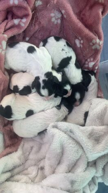 English springer spaniels