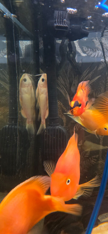Albino upside down
