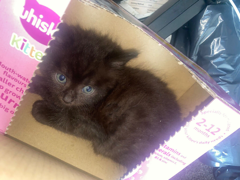 Last fluffy kitty left. Male