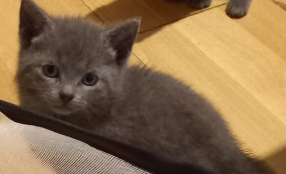 3 grey and 1 black kittens looking for loving homes