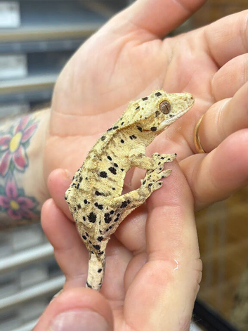 Ink spot/blotch super dalmation Crested gecko